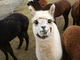 Really, this is cria Margie