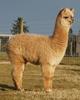 Cria right side