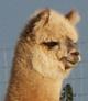 Cria head shot