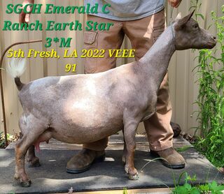 SGCH Emerald C Ranch 3*M VEEE 91