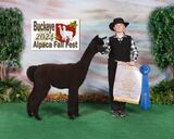 alpaca for sale