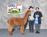 alpaca for sale