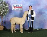 alpaca for sale