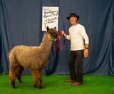 alpaca for sale