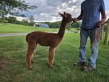 alpaca for sale