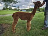 alpaca for sale