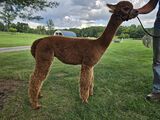 alpaca for sale