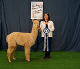 alpaca for sale