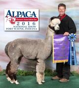 alpaca for sale