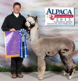 alpaca for sale