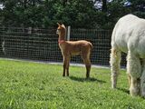 alpaca for sale