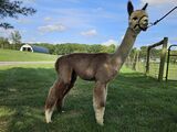 alpaca for sale