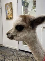 alpaca for sale