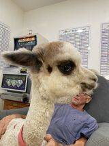 alpaca for sale