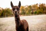 alpaca for sale