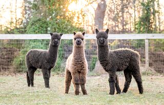 Meadowgate Alpacas - Logo