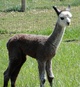 1st Cria Romeo