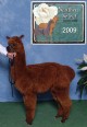 1st Cria Multi-Blue Winner Sold