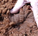 fleece sample