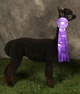 2nd Cria Multi-Champ 