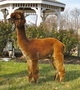 3rd Cria 