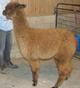 MRG Cria from LRG Dam