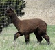 TB Cria from MB Dam