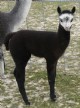 DSG Cria from DSG Dam