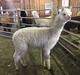 Philomenia, 2016 cria, another nice one!!