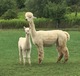 Last cria - Elusive Dream - sold.