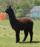 Cria from Fawn Herdsire