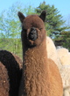 Cria from Black Hredsire