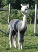 Cria from Gray Herdsire