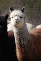 Cria from Fawn Herdsire