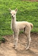 2020 Cria - KCF Neowise