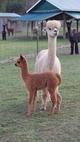 Savvy and cria Sugar Baby - sold