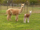 Savvy and GRAY Cria, KCF Smoke Rising