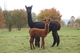 Opal with 2013 cria - Bodacious