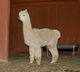 Cria - KCF Accoyo Titlist