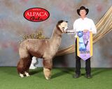 alpaca for sale