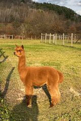 alpaca for sale