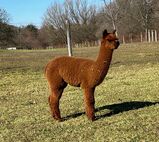 alpaca for sale