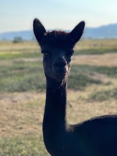 alpaca for sale