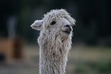 alpaca for sale