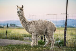 alpaca for sale