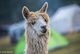 alpaca for sale