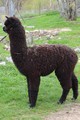 2016 Cria, Twoloom's Miss Independence