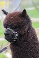 2016 Cria, Twoloom's Miss Independence