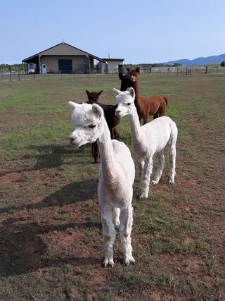 Curious Alpacas