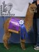 alpaca for sale